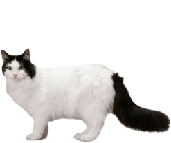 Blackwhitecat emote for Discord