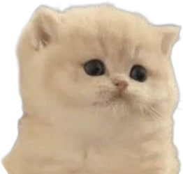 DumbfoundedKitten emote for Discord