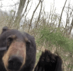 berhi emote for Discord