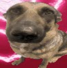 whiningdogmemehmmhmhmmm emote for Discord