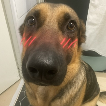 blushingdogwhiningdogmemehmhmhmm emote for Discord