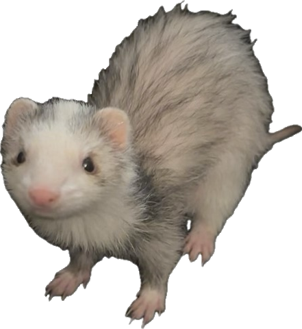 ferret emote for Discord