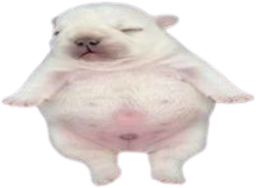 Pibble emote for Discord