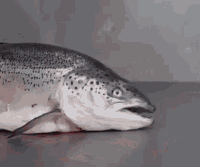 troutyourself emote for Discord