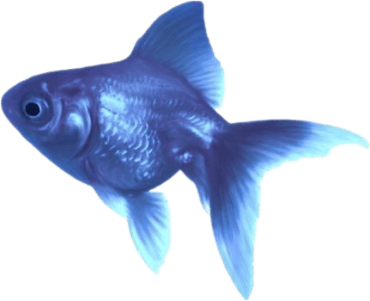blue_fish emote for Discord