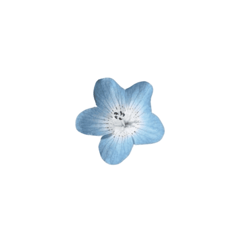 blue_flower emote for Discord