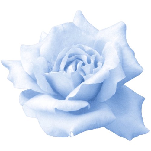 blue_rose emote for Discord