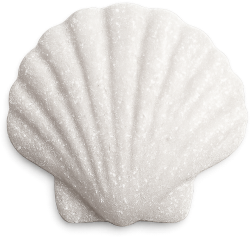 Whitesparklyseashell emote for Discord