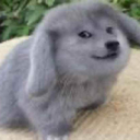 hi emote for Discord