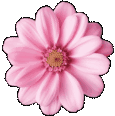 Pinkflowergif emote for Discord