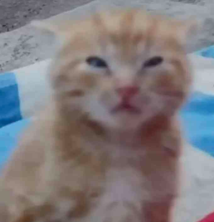 kitty_confused emote for Discord