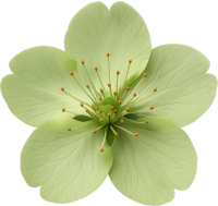 Greensakuraflower emote for Discord