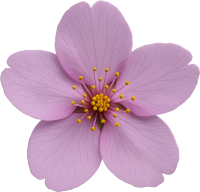 Purplesakuraflower emote for Discord