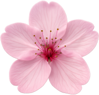Pinksakuraflower emote for Discord