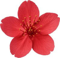 Redsakuraflower emote for Discord