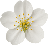 Whitesakuraflower emote for Discord