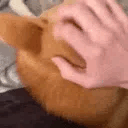 HelloShiba emote for Discord