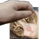 Petpetkz emote for Discord
