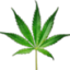 0xCapxWeed emote for Discord
