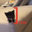 1cmcat emote for Discord