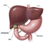 1GALLBLADDER emote for Discord