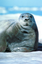 285pxBearded_Seal_Erign emote for Discord