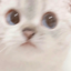 2664afd3011048649376e1c0f8628442 emote for Discord