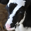 7Cow emote for Discord