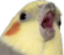 7806shookbirb emote for Discord