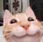 9catsmilee emote for Discord