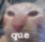 QueCat emote for Discord