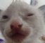 quemiraspendejo emote for Discord