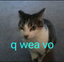 qweavo emote for Discord