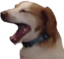 QChamp emote for Discord