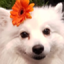 queenuwu emote for Discord