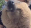 quokkaSHUT emote for Discord