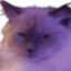 QuesitoAngy emote for Discord