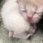 qtcKitten emote for Discord