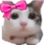 AAYunCat emote for Discord