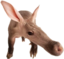 aardvark emote for Discord