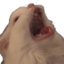 Aaaaaa emote for Discord