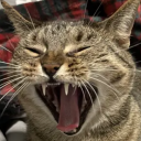 AAAH static emote for Discord, Twitch and Slack