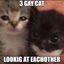 3GayCatsLookingAtEachOther emote for Discord
