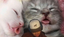 3sleepingkitties emote for Discord