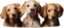 3dog emote for Discord