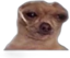 3x1QuieroTacoBellPapi emote for Discord