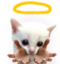 4Angel emote for Discord