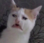 adobabes emote for Discord