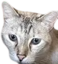 afenaStare emote for Discord