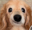 agadog emote for Discord